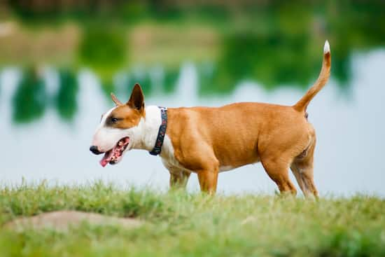 cane di razza bull terrier