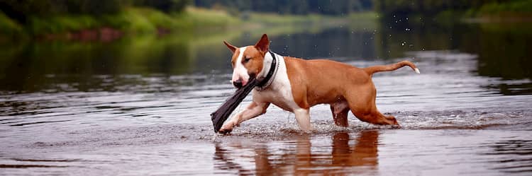 i migliori nomi per i cani bull terrier