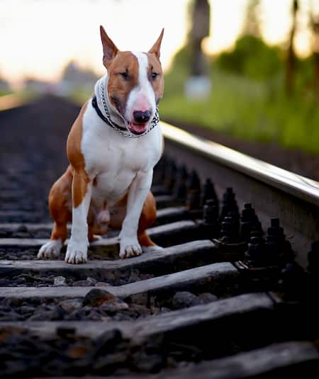 nomi per cani bull terrier