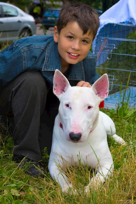 ragazzo con il suo cane bianco bull terrier