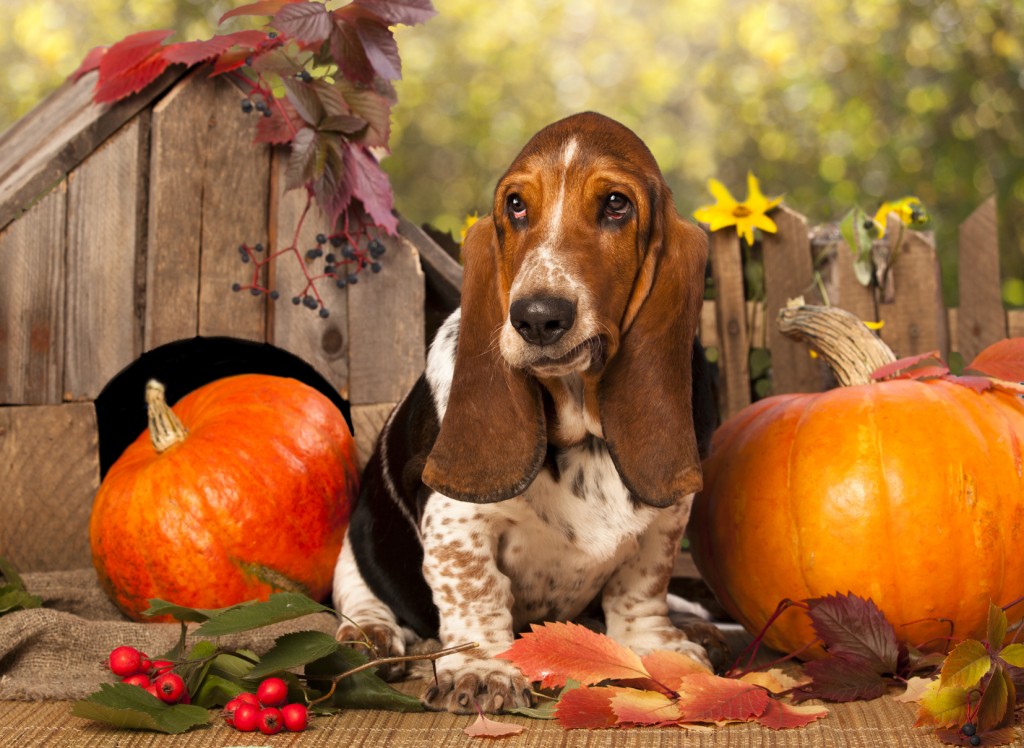 Basset Hound