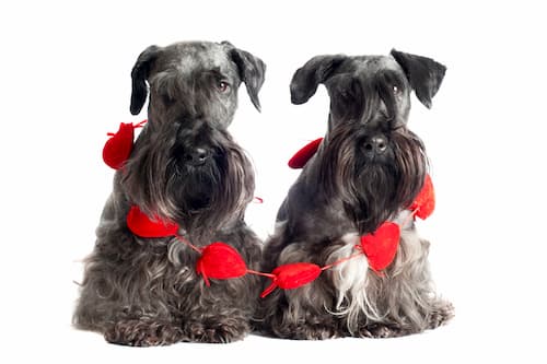 Cesky terrier