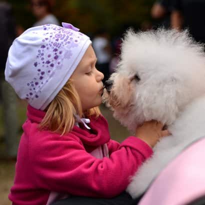 Bichon frise con una ragazza