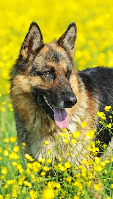 cane da pastore maschio tedesco 