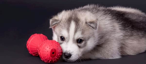 cucciolo maschio husky