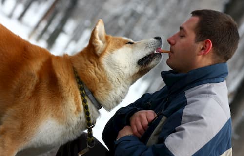 maschio Akita inu con il suo proprietario