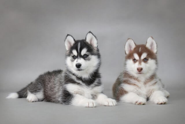 2 cuccioli husky siberiano