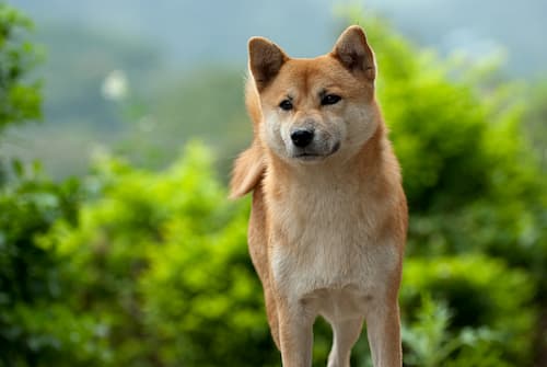 Akita Inu cane nel bush