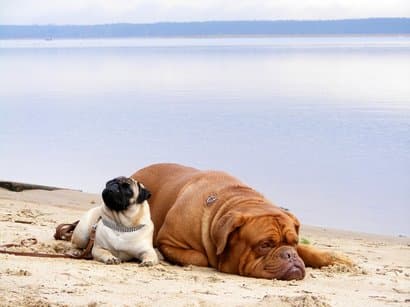 Due cani che si trovano nella sabbia sulla spiaggia