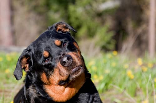 Rottweiler che gira la testa