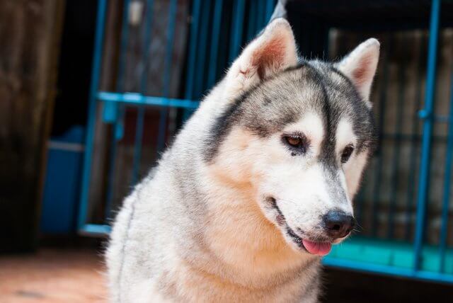 bella razza di cani adulti