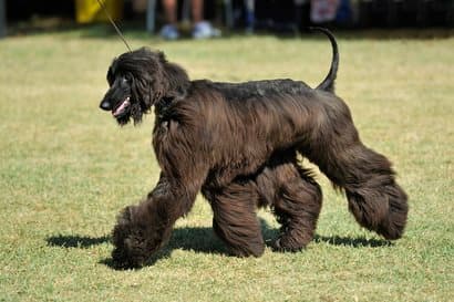 cane maschio nero gigante