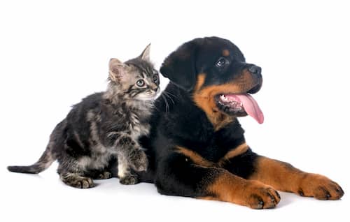 cane rottweiler con un gatto
