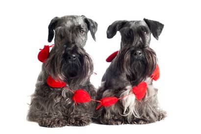 cesky terrier