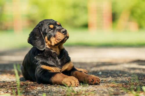 cucciolo femminile della razza rottweiler