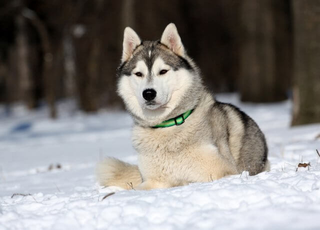 femmina husky