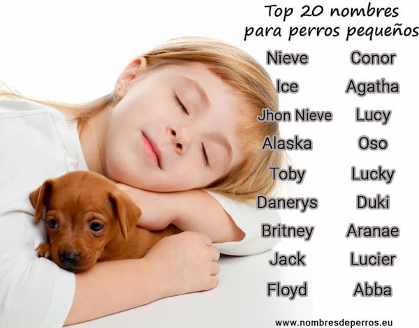 migliori nomi per cani di piccola taglia