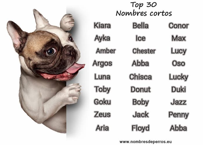 200+ Nomi corti per cani Nomipercani.eu 200+ Nomi corti per cani Nomipercani.eu