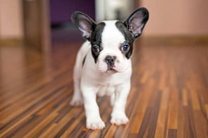 piccolo cane originale