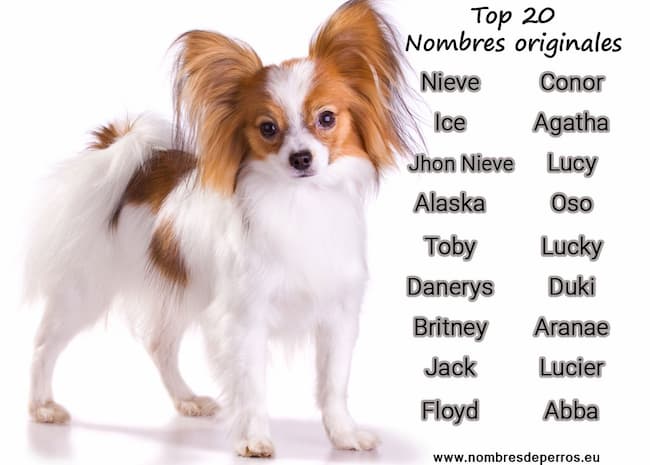 top 20 nomi originali per cani