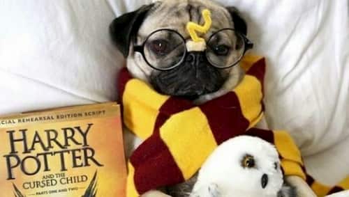 cani harry potter