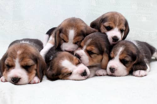 cuccioli di beagle inglese
