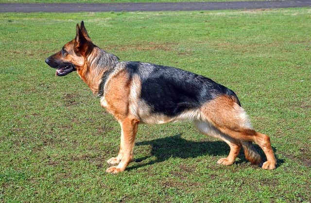 pastore tedesco adulto nel parco