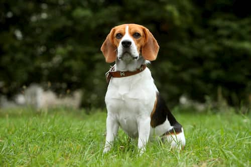 seduta beagle femmina