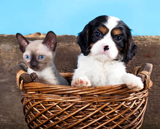 cane bianco e nero con un cucciolo di gatto 