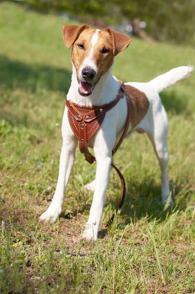 fox terrier maschio 