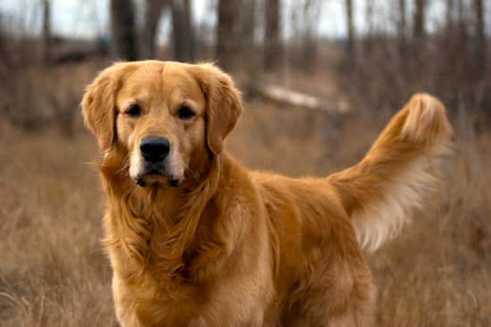 golden retriever maschio adulto 