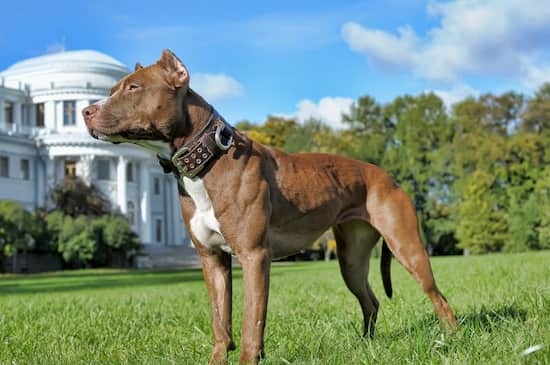 Pit Bull femmina di 3 anni di nome Florence