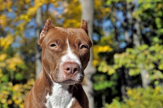 Pitbull bianco e marrone di nome Cielo