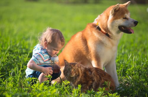 akita e un bambino con il suo gatto nel campo