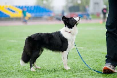 border collie bianco e nero