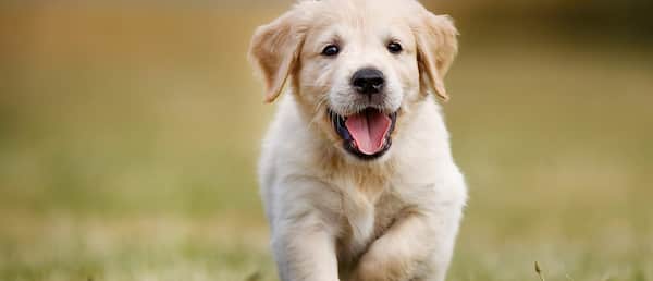 i migliori nomi per i cuccioli