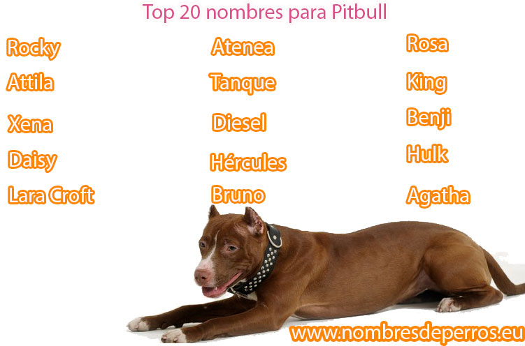 i migliori nomi per pitbull