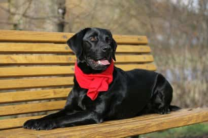 labrador nero