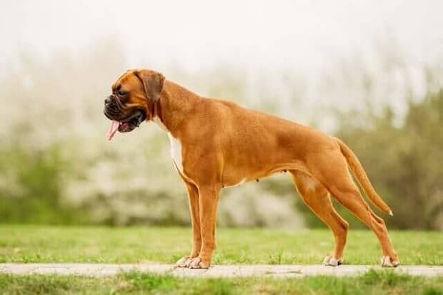 maschio di boxer con 3 anni