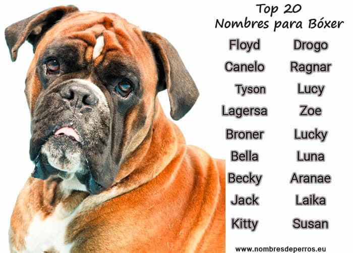 nomi per cani boxer