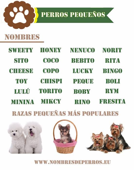 nomi per cani di piccola taglia