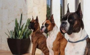 tre-adulti-boxer-cani