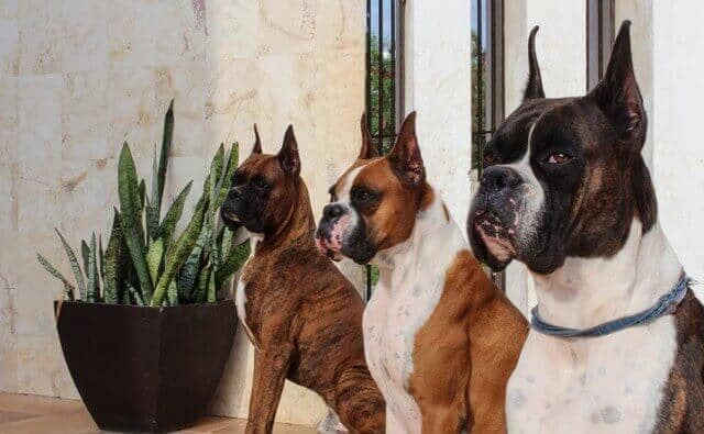 tre-adulti-boxer-cani