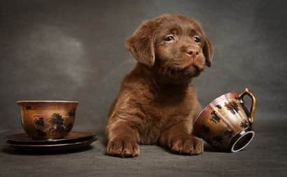 Cucciolo di labrador retriever color cioccolato