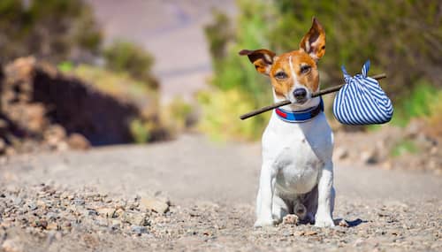 cachorro-brasileiro-com-bolsa 