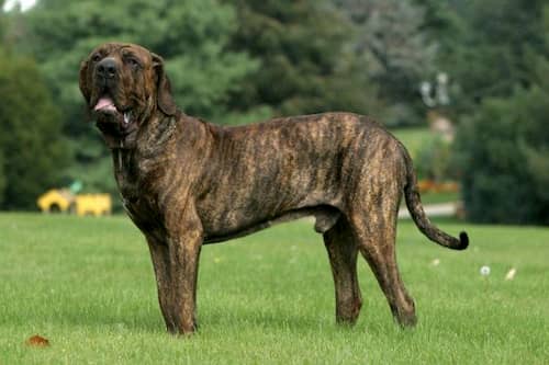 cachorro de raça brasileira