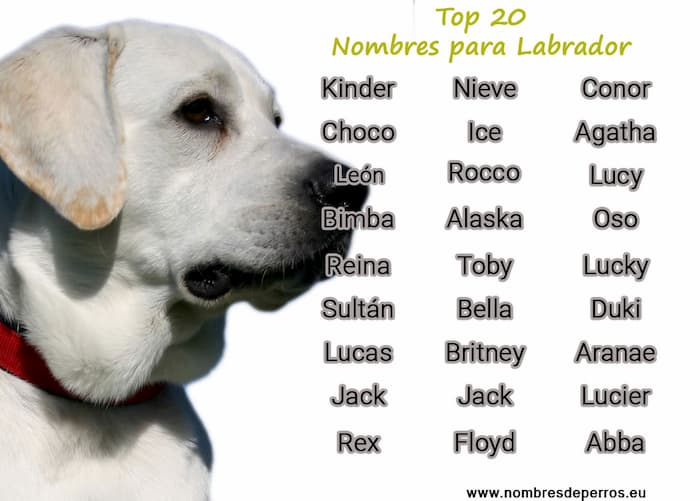 i migliori nomi per il labrador retriever 