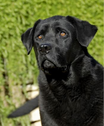 labrador maschio nero