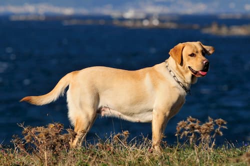 nomi per cani labrador