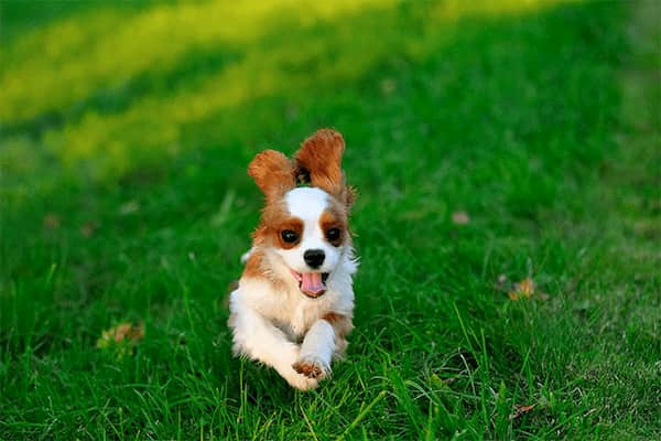 Cavalier-King-Charles-Spaniel